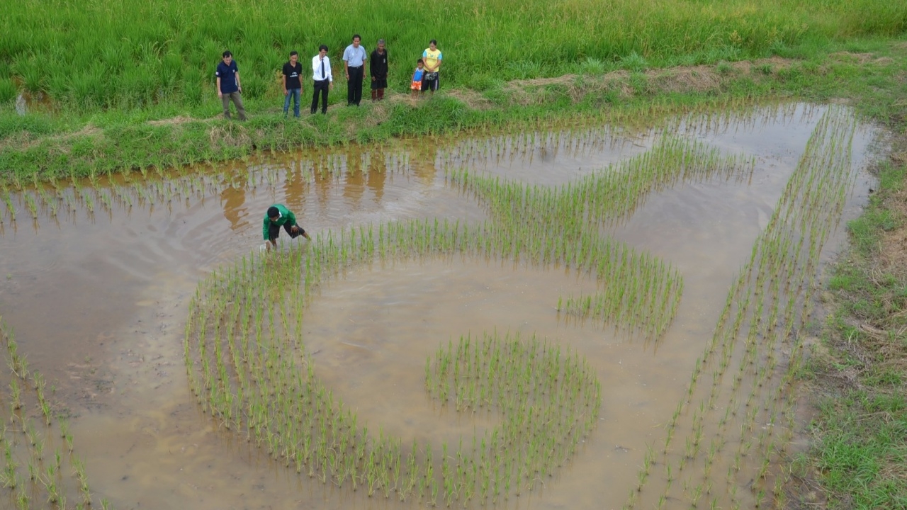 ชาวนาสระบุรี ดำนาปักต้นกล้าเป็นเลข ๙ ถวายแด่ในหลวง ร.9