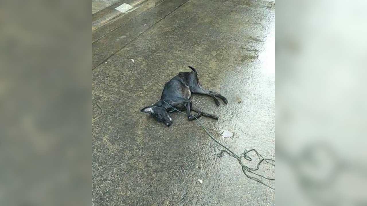 สลดใจ! หมา-แมว ถูกคนใจร้ายโยนลงจากตึก ดิ้นทุรนทุรายก่อนตาย