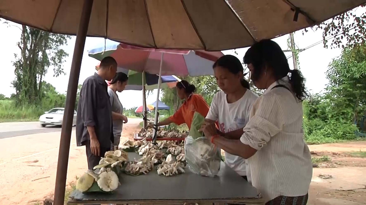 ฝนตกชุ่ม ป่าสมบูรณ์ ชาวบ้านแห่หาเห็ด ของป่าขาย สร้างรายได้งามหลาย