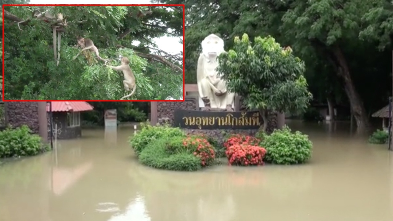น้ำชีล้นตลิ่ง ท่วมวนอุทยานโกสัมพี บางจุดลึก 5 ม. กระทบลิงแสม 800 ตัว