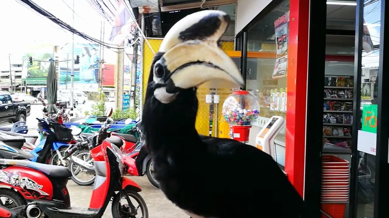 นกเงือกไม่อยู่ป่า หลงความศิวิไลซ์ เกาะหน้าร้านสะดวกซื้อในเมือง