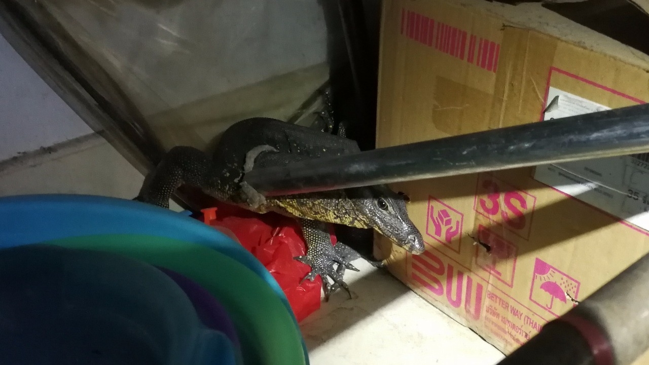 อยากดูดีบ้าง! ตัวเห้ วิ่งเข้าร้านเสริมสวย เจ้าของโดดหนีแทบไม่ทัน