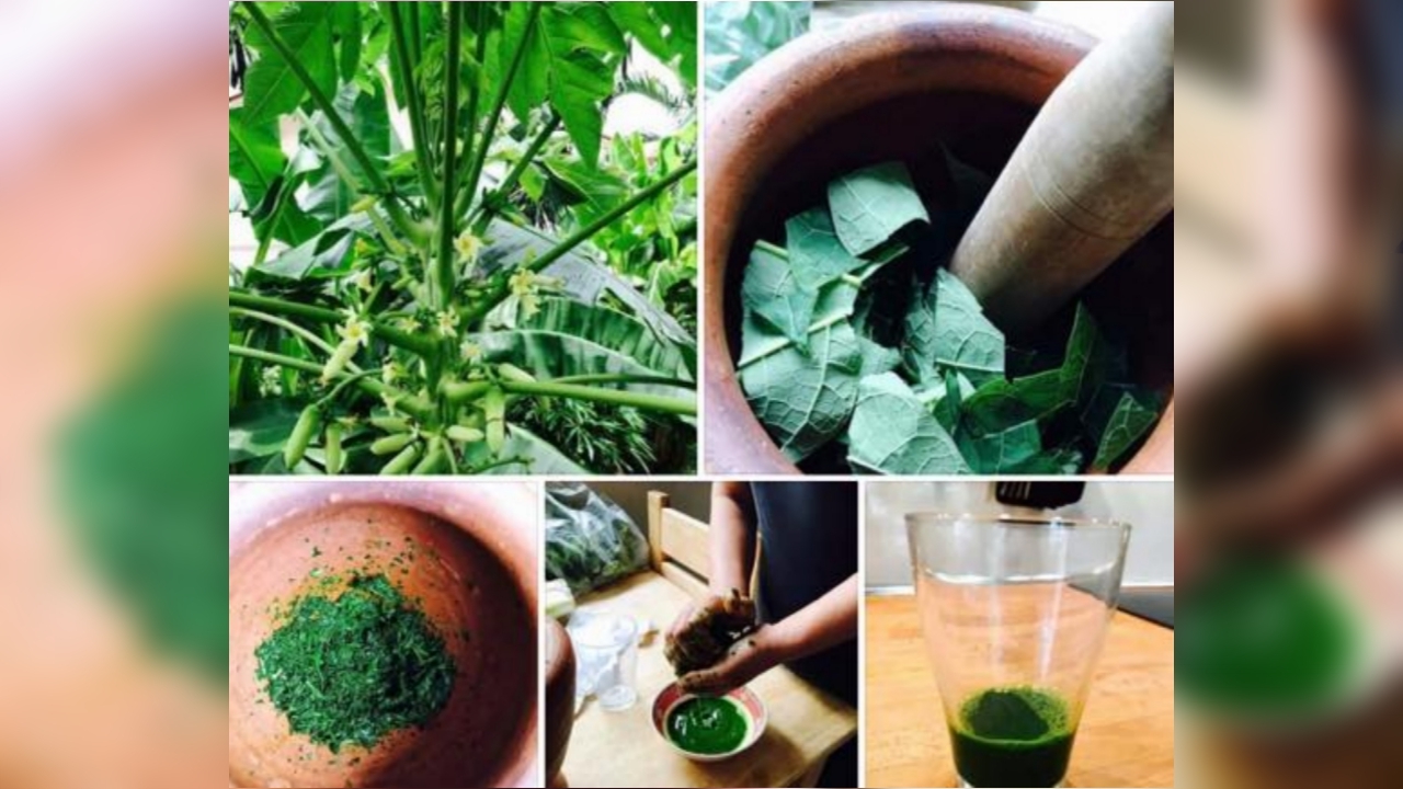 เช็กก่อนแชร์! น้ำใบมะละกอต้านมะเร็ง ผลยังไม่ชัดเจน-อยู่ในขั้นทดลอง