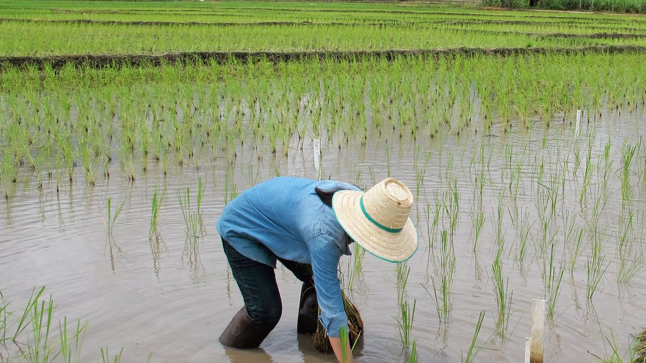 มีน้ำเพียงพอให้ปลูกข้าว