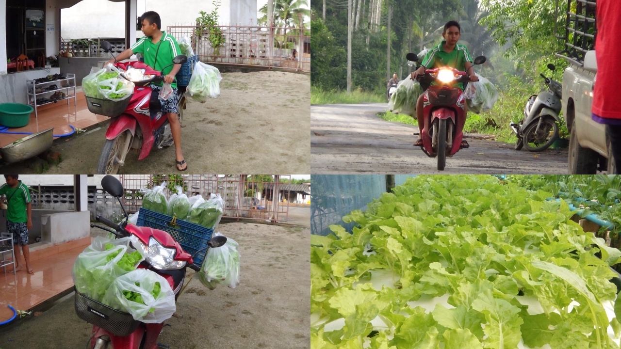 ปลูกผักขาย นำรายได้เป็นทุนศึกษา 'น้องโต' เมืองคอน ตามรอยพ่อ ยึดพอเพียง