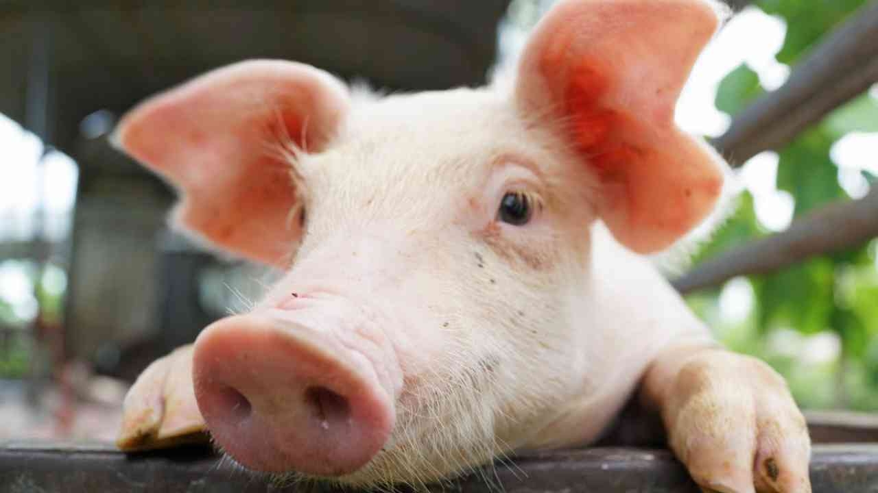 หวั่นชงแก้กฎหมายเอื้อ ไทยนำเข้าหมูที่มีสารเร่งเนื้อแดงจากเมกา