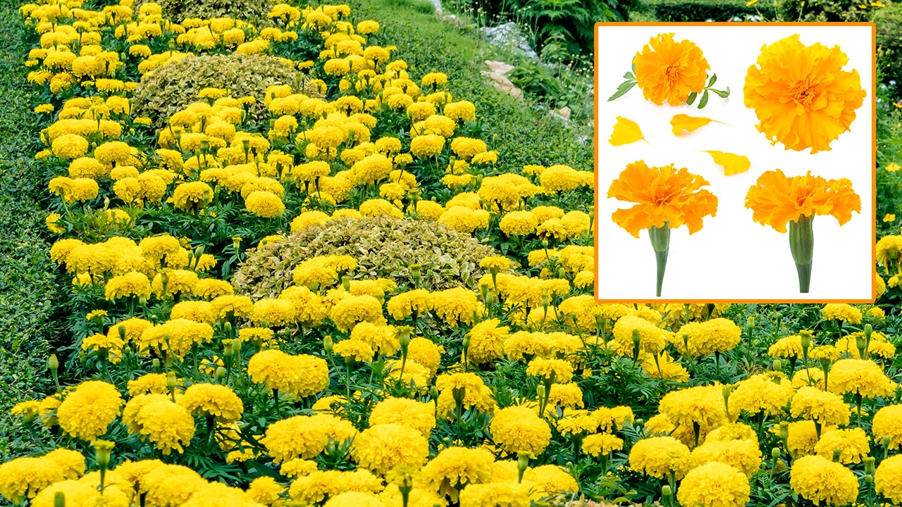 เหลืองทั้งแผ่นดิน! รู้วิธีปลูกดอกดาวเรือง ใช้แสดงความอาลัย ในหลวง ร.9