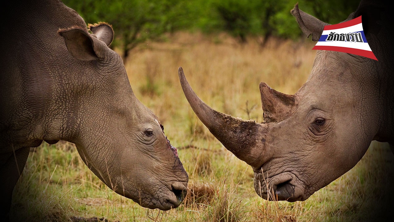 ชนแรด มหรสพสยาม