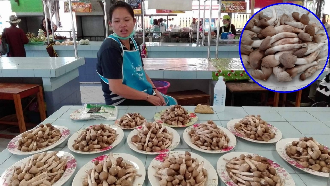 แม่ค้าพรานกระต่าย เฮ! รับซื้อ'เห็ดโคน'จากป่า ไปขายรับทรัพย์วันละหมื่น