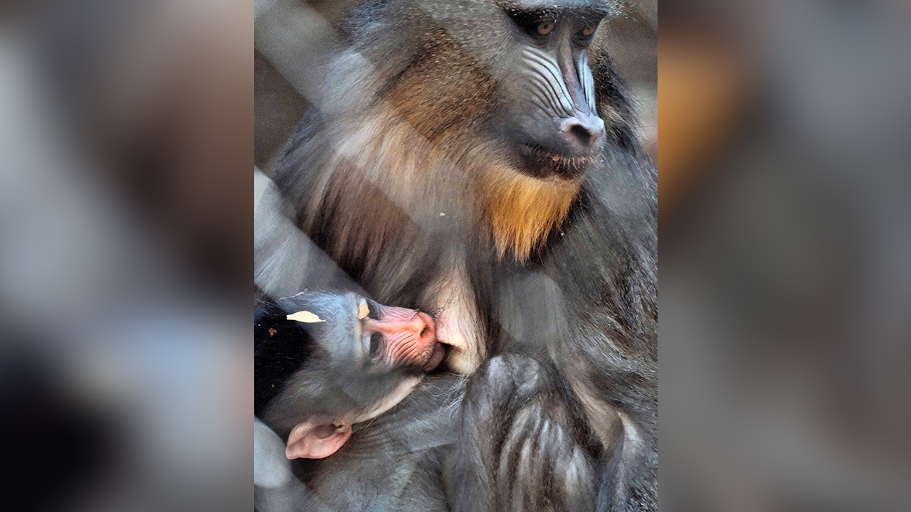 สมาชิกใหม่ของสวนสัตว์