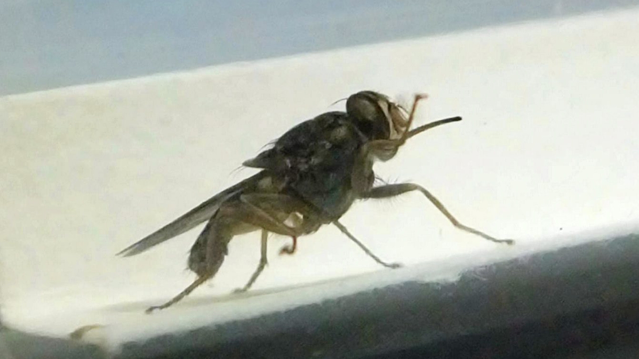 เซทเซแอฟริกันแมลงร้ายชอบดื่มเลือดคน (คลิป)