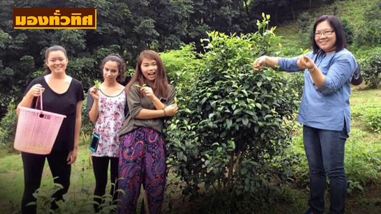 เรียนรู้ “บ้านเกี๋ยงใต้” ถิ่นใบชาปลอดสาร