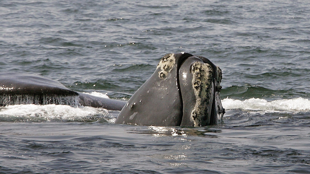 วาฬไรต์แอตแลนติกเหนือ ลดจำนวนลงอย่างน่าวิตก