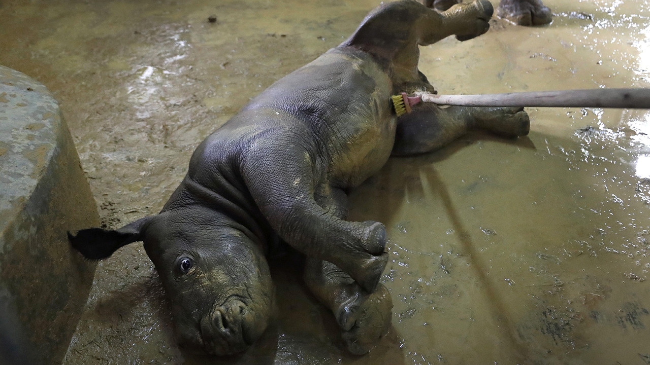 ลูกแรดขาว คลุกโคลน (คลิป)