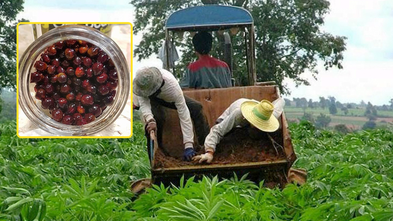 มหาวิทยาลัยสวนดุสิต ทำปุ๋ยเจลบีด ลดต้นทุนปลูกมันสำปะหลัง