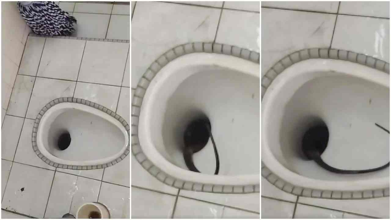 ปวดหนักเบาก็อั้นให้สุด ขนลุกก็อย่าไปห้องน้ำ สุดผวาตัวอะไรอยู่ในโถส้วม