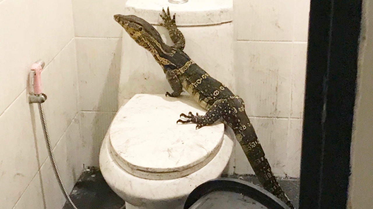 โธ่..นึกว่างู! วรนุชมาไง คลานเข้าห้องน้ำปีนโถส้วมร้านกาแฟ สันกำแพง