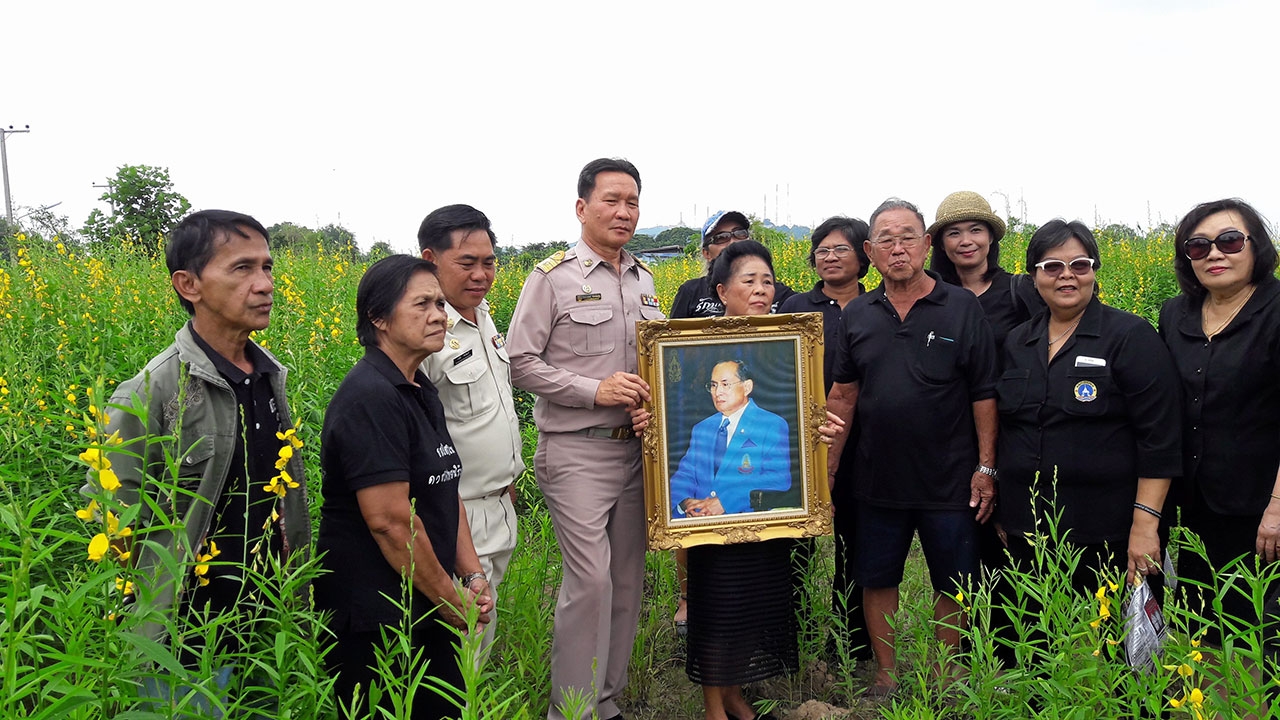 ปลูกต้นปอเทือง ถวายในหลวง ร.9