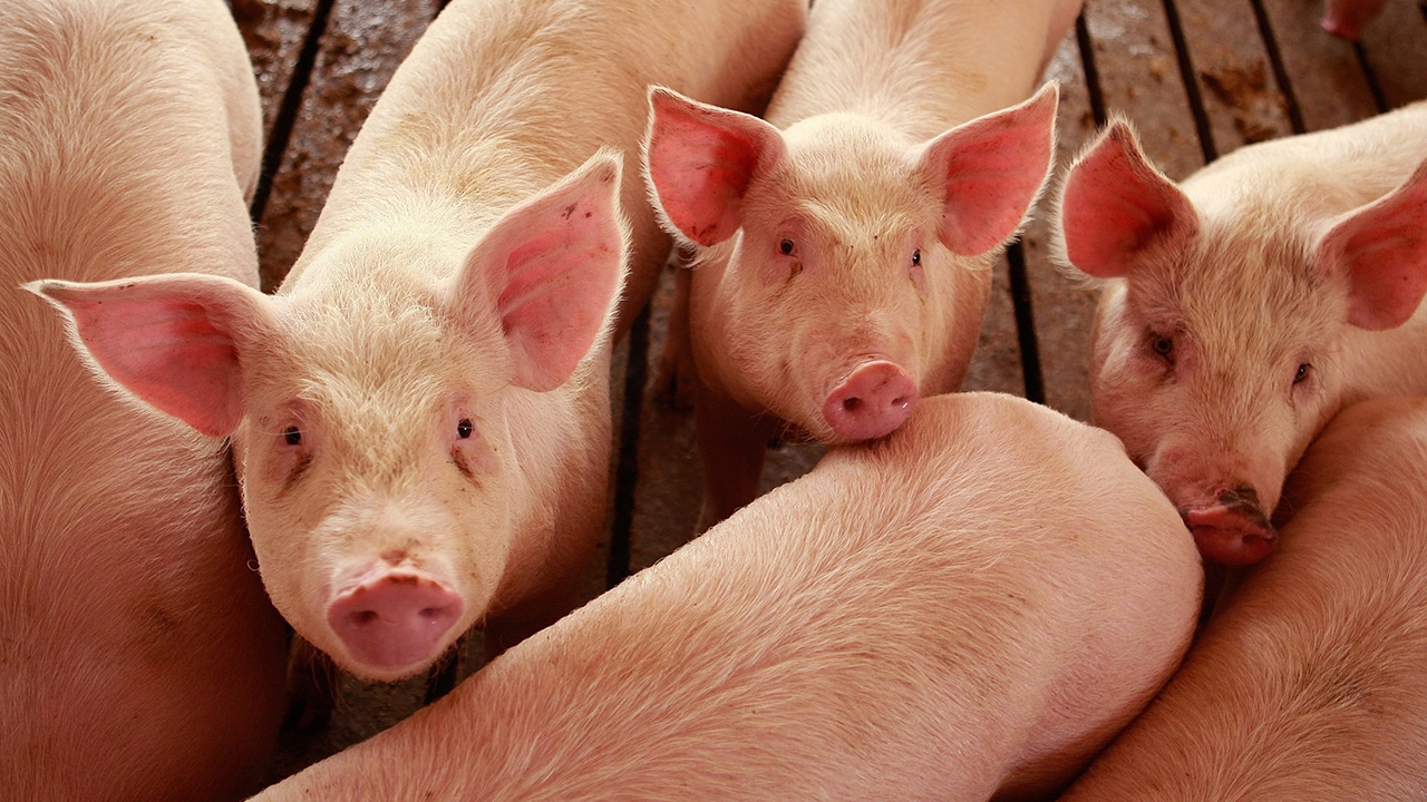 คัดค้านนำเข้าหมูหัวชนฝา