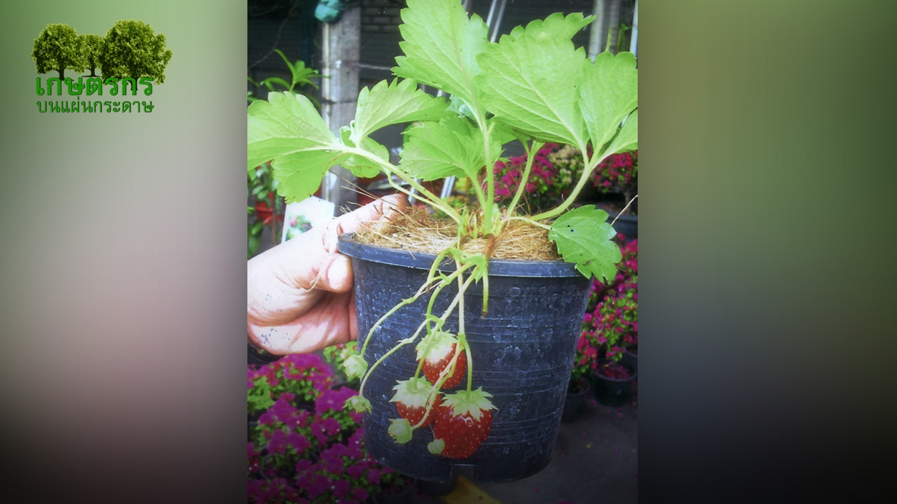 “สตรอเบอรี่พระราชทาน 80” ปลูกที่ราบต่ำได้