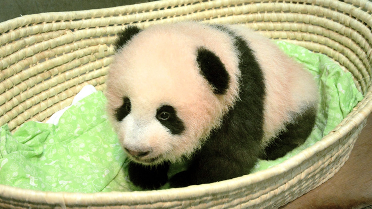 สวนสัตว์อุเอโนะ ตั้งชื่อลูกแพนด้ายักษ์เรียบร้อยแล้ว