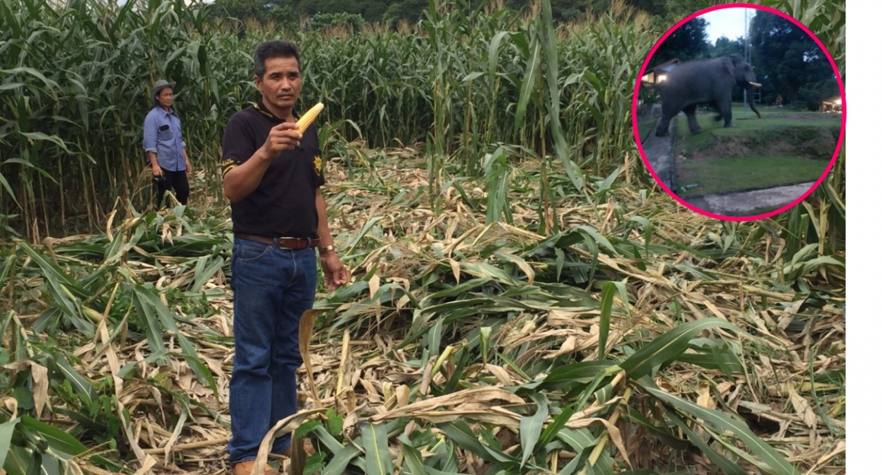 ชาวไร่เซ็ง! ช้างป่าเขาใหญ่ ออกบุกกินไร่ข้าวโพด จนเสียหายจำนวนมาก