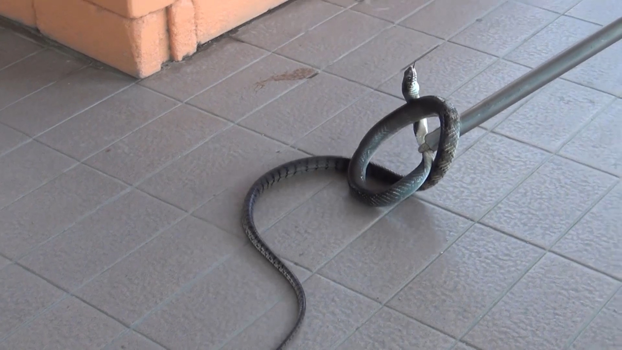 งูเห่าโผล่! ต้อนรับ 2 รองนายกหาดใหญ่ แผ่แม่เบี้ยเลื้อยเข้าเทศบาล