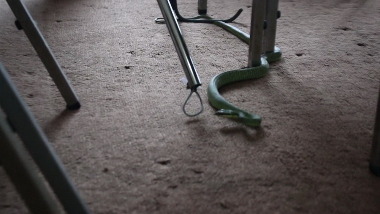 มาไงล่ะเนี่ย! งูเขียวโผล่ห้องสัมมนา รร.ที่อ่างทอง เลื้อยหนี ตามจับวุ่น