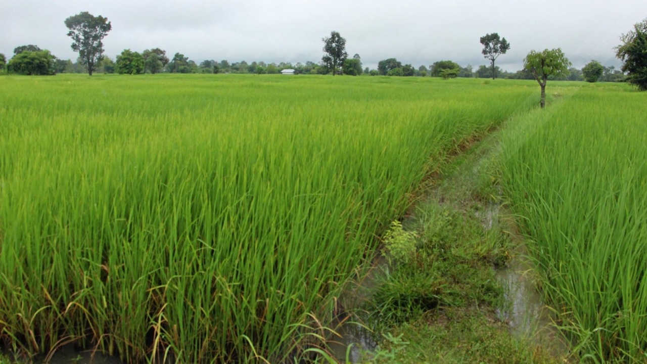 เกษตรกรสบายใจได้!! กรมชลฯ การันตี ไม่ต้องจ่ายค่าน้ำ