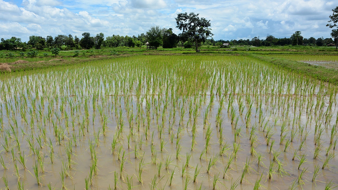 กรมชลโชว์สำเร็จ ปลูกข้าวที่ลุ่มอู้ฟู่แถมใช้ผันน้ำต่อ