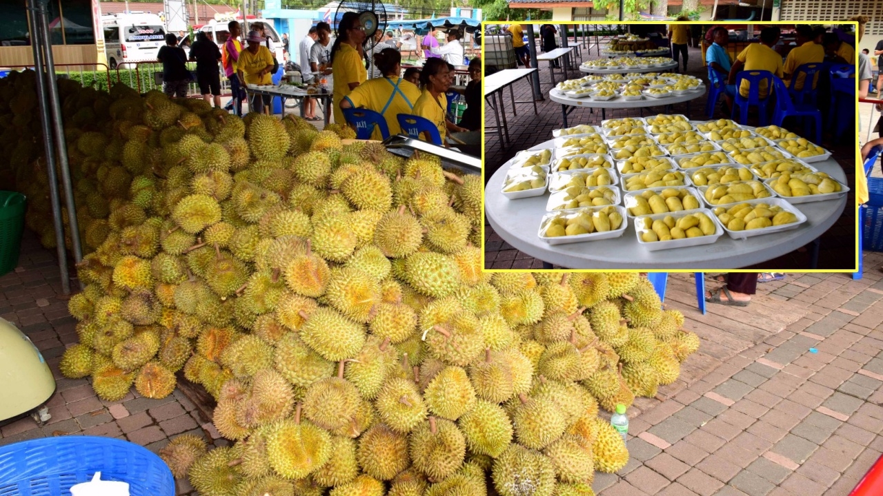 สนไหม บุฟเฟต์หมอนทอง ชุมพรจัดกินฟรี 20 ตัน หมดเขตเมื่อไหร่ไม่ยอมบอก 