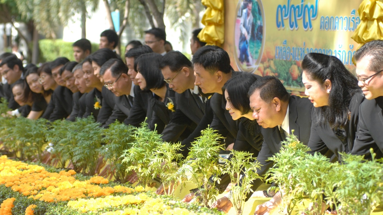  ศาลอาญาปลูก‘ดอกดาวเรือง เหลืองแห่งความจงรักภักดี’ บานในช่วงพระราชพิธีฯ 