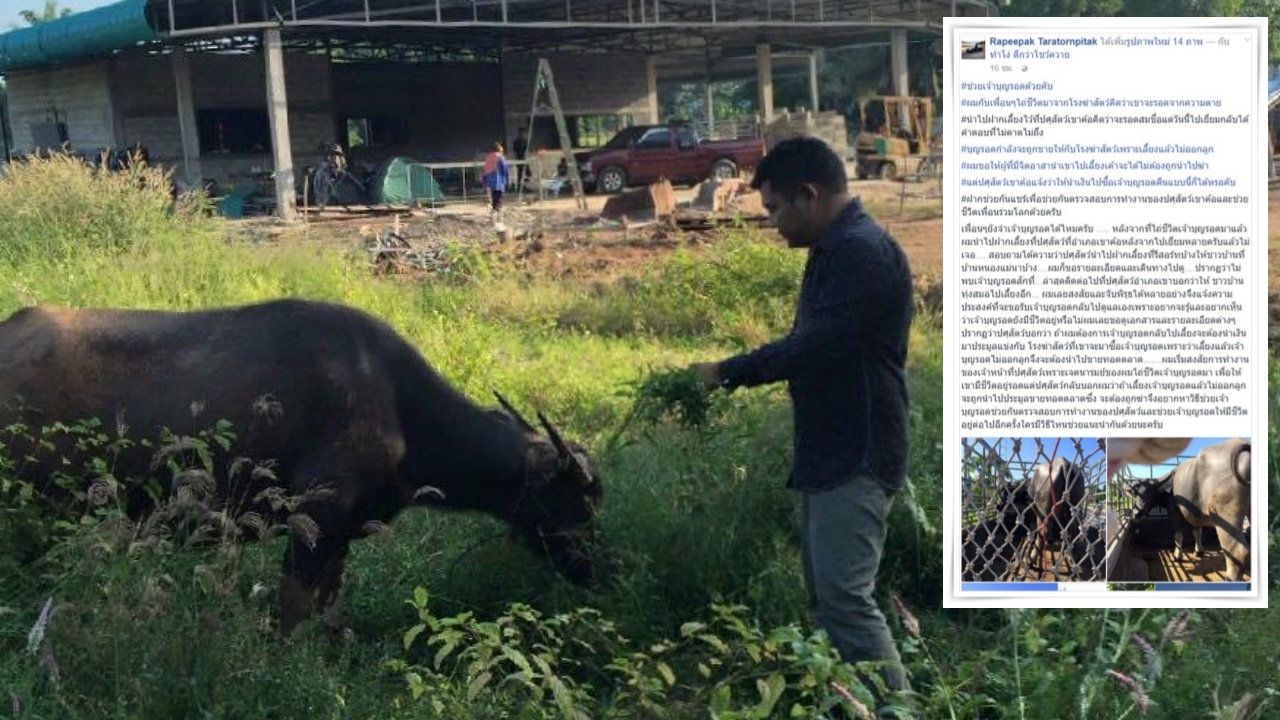 หนุ่มเพชรบูรณ์ โพสต์เฟซฯ ตามหาควายที่ไถ่ชีวิต หวั่นขายโรงฆ่าสัตว์