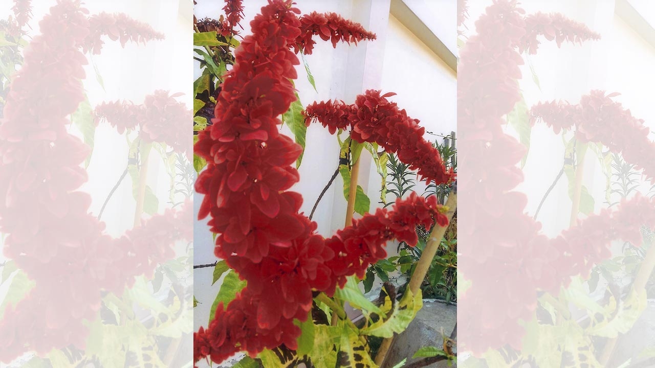“วาซีวีเซีย” ดอกสวยกับที่มาพันธุ์
