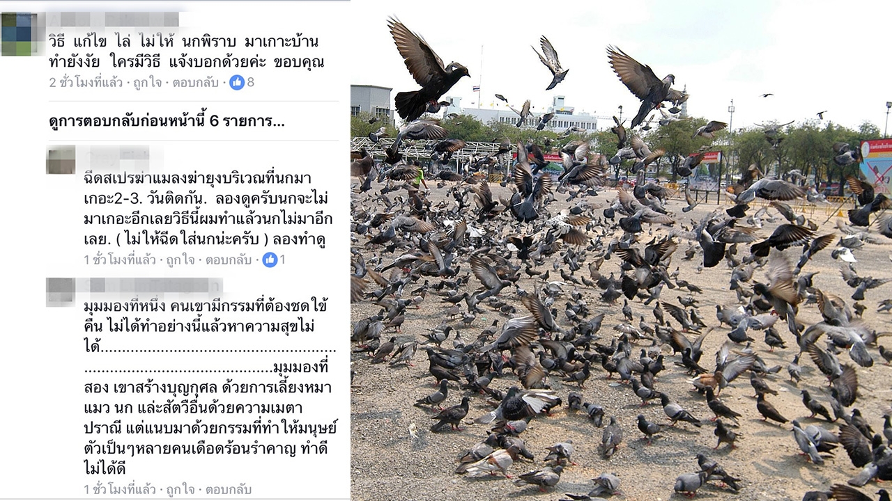 หมดปัญหากวนใจ 2 วิธีง่ายๆ ไล่นกพิราบ บุกบ้าน-คอนโด