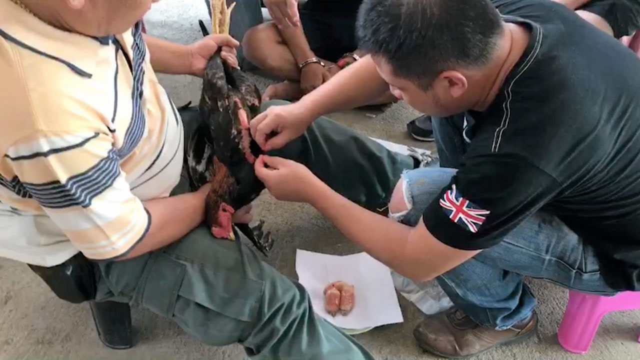 ยัดคอไก่