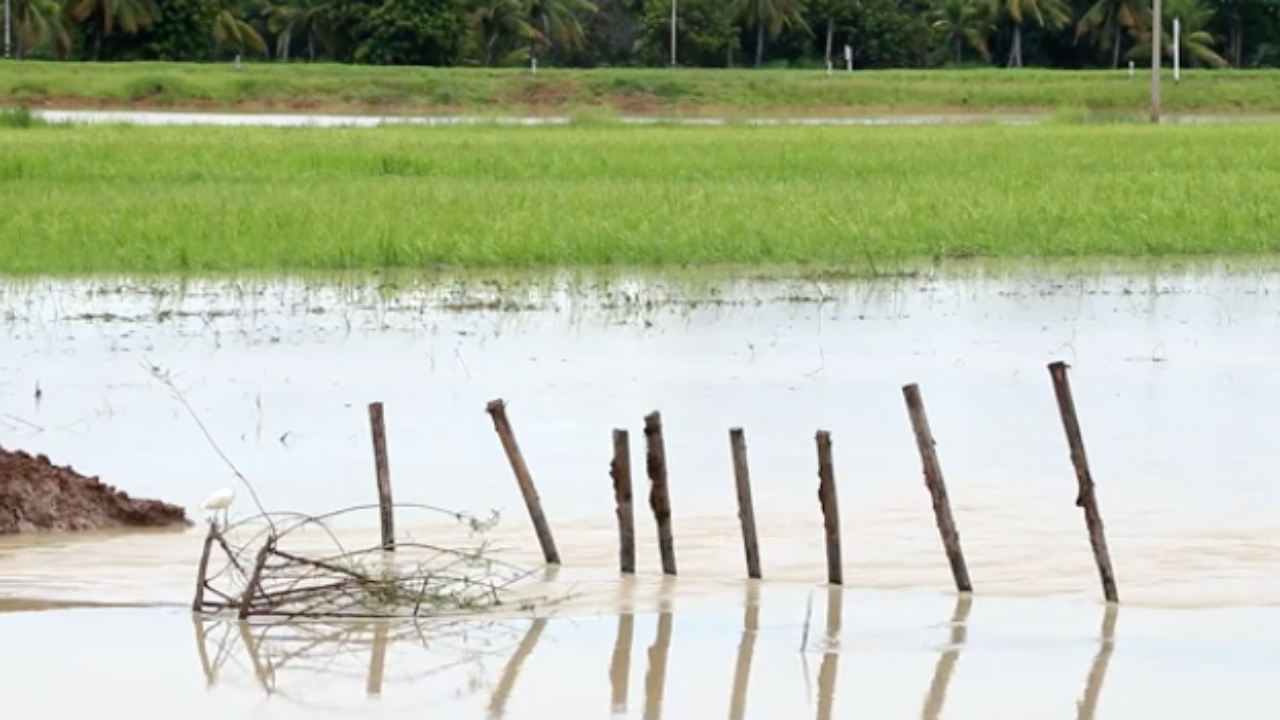 ชาวนาระทม ฝนตกหนัก คันดินพังน้ำไหลท่วมนาข้าวกว่า 4 พันไร่ ที่นครสวรรค์