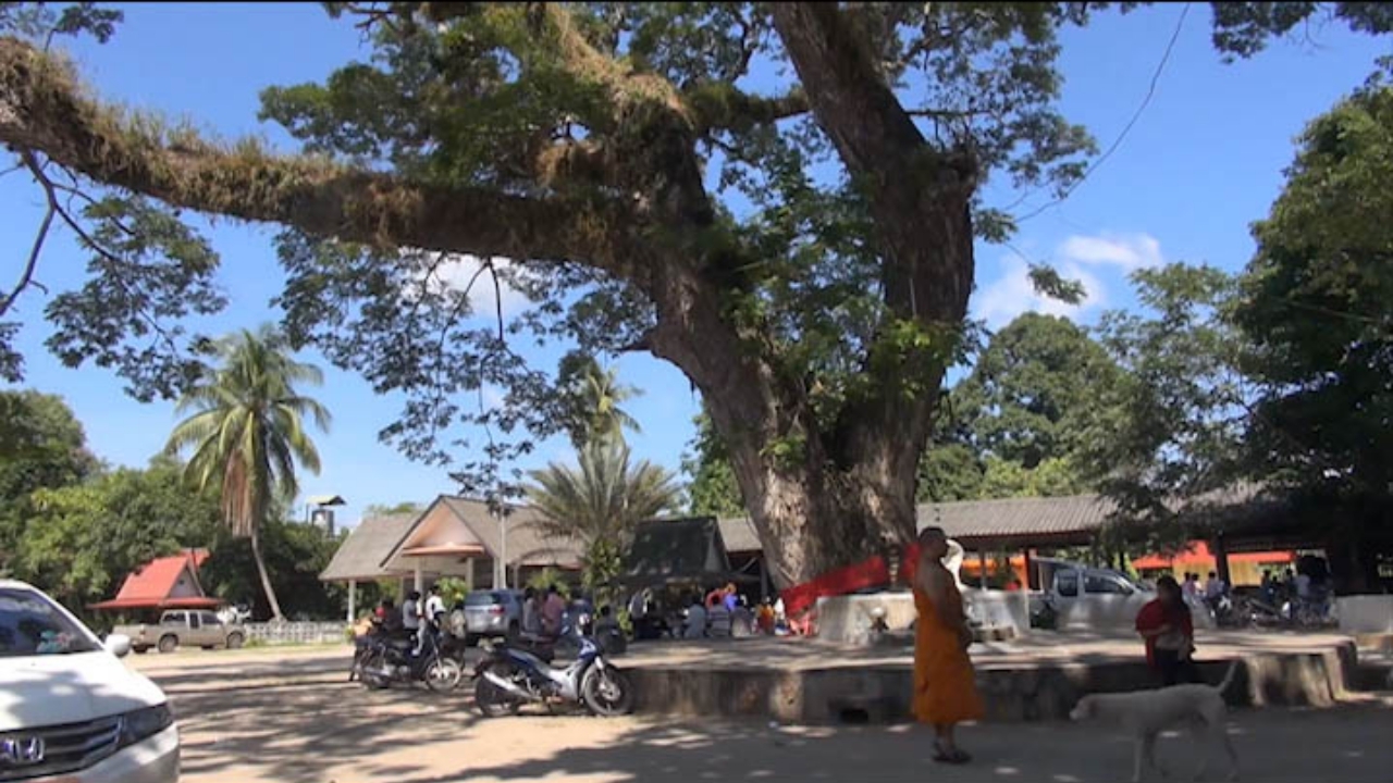 ชาวบ้าน-พระวัดท่าช้าง ร่วมอนุรักษ์ต้นมะขามเทศยักษ์ อายุ100ปี