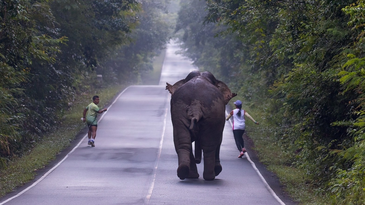 อุทยานฯเขาใหญ่ ประกาศตามหา 2 นักวิ่งเซลฟี่ช้างป่า มาดำเนินคดีตามกฎหมาย