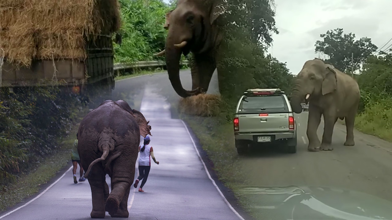 ขาใหญ่มาเอง! 6 คลิปช้างป่าจ๊ะเอ๋มนุษย์ แค่ใช้งวงสะกิดเบาๆ หลังคาก็ปลิว