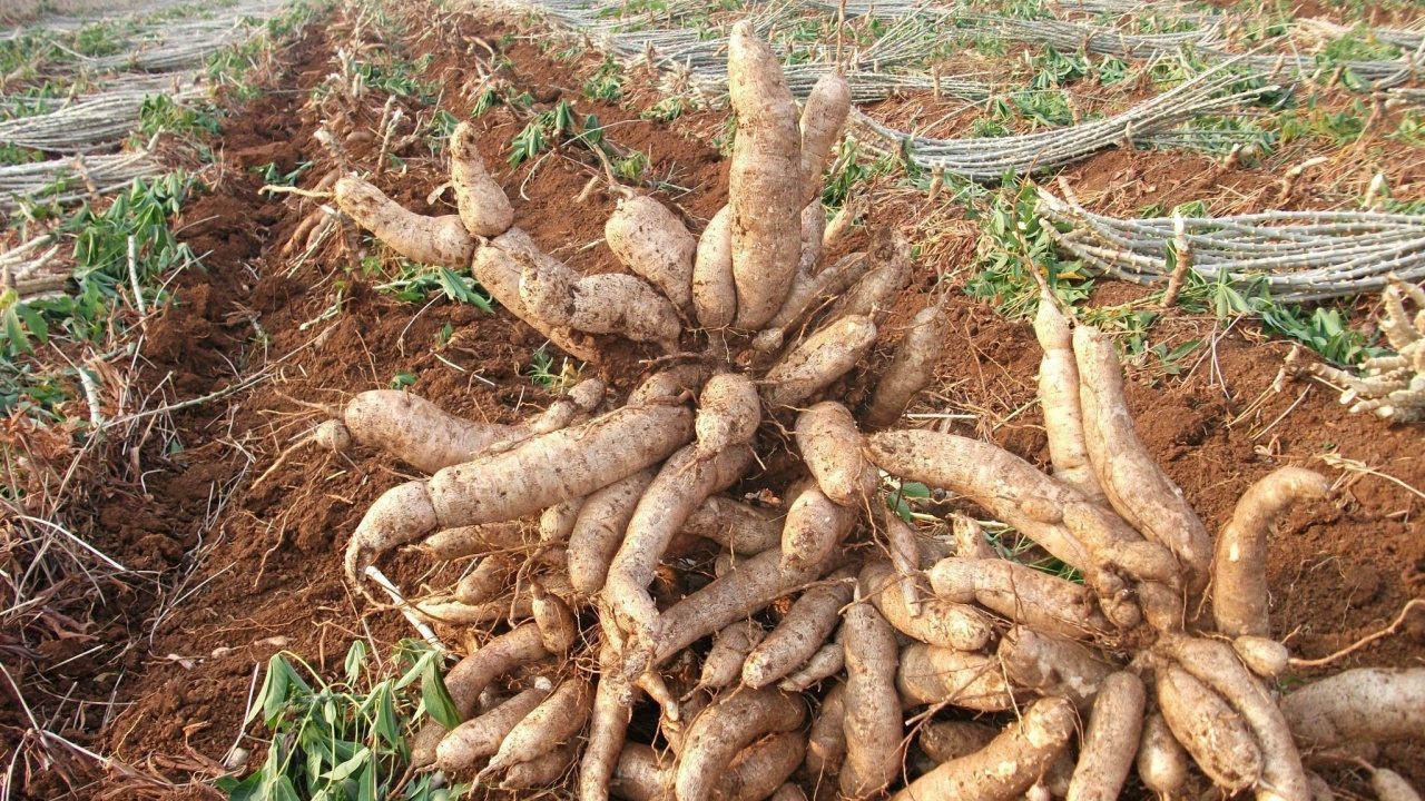 พาณิชย์ รับมือมันสำปะหลังออกสู่ตลาด เข้มนำเข้า-ส่งออก มั่นใจราคาขยับ