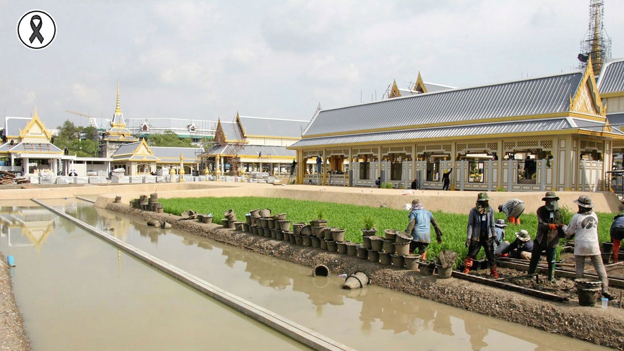 ประดับแปลงนา ต้นข้าว 3 พันต้น
