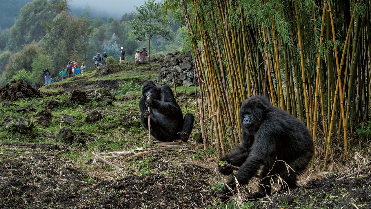 ภารกิจพิทักษ์กอริลลา! เที่ยวอุทยานแห่งชาติโวลเคโนส์ดูเจ้าหลังเงิน!
