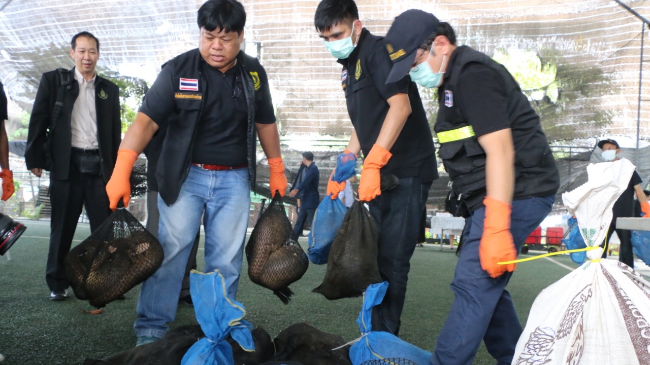 ‘ศุลกากร’ ยึดตัวนิ่มมีชีวิต 136 ตัว เกล็ดลิ่น 450 กก. ค่ากว่า 2.5 ล้าน