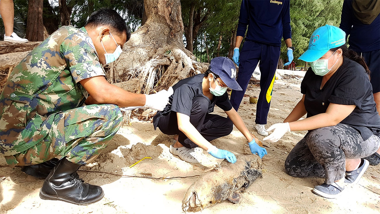 พบซากโลมาหัวบาตรหลังเรียบ ตายเกยติดชายหาดกองเรือยุทธการ