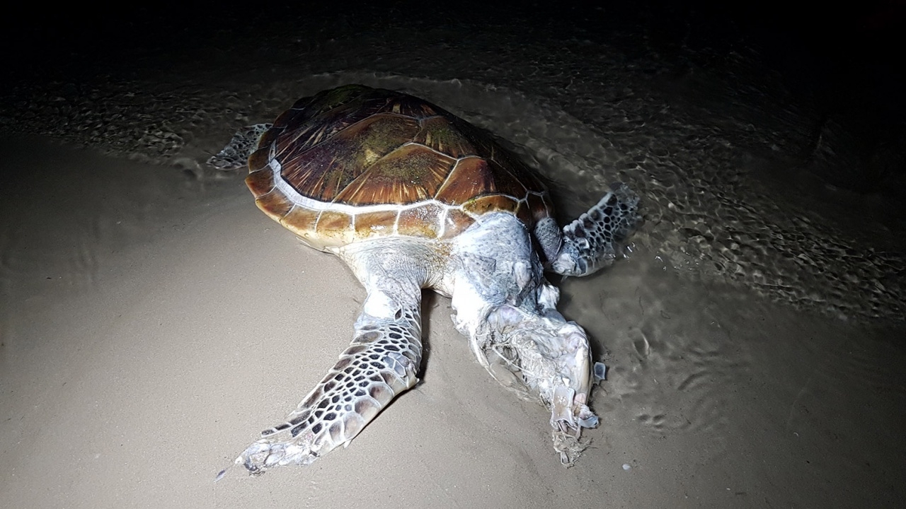 พบซากเต่าตนุหัวขาด เกยตื้นชายหาดสัตหีบ คล้ายถูกใบพัดเรือฟัน