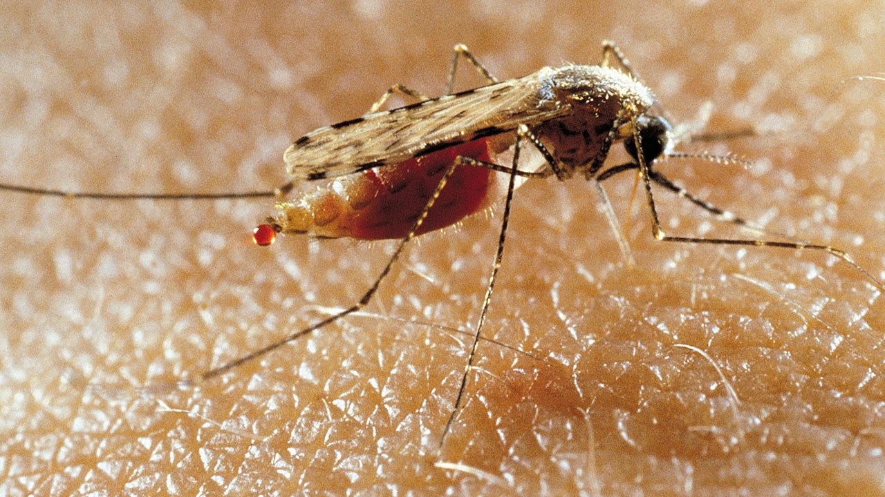 ปลายฝนต้นหนาวนี้ ให้ระวังไข้เลือดออก