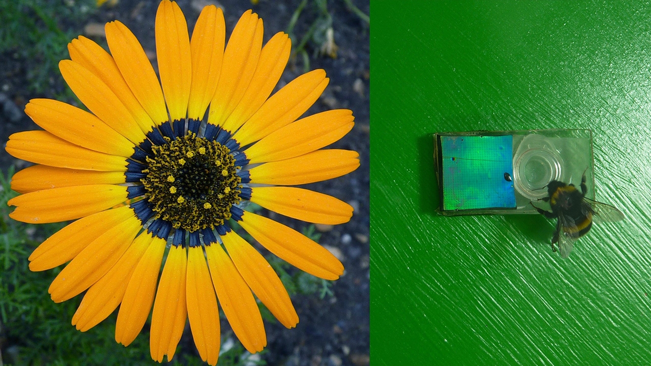 ไขความลับวิธีที่ดอกไม้ใช้ยั่วยวนล่อใจผึ้ง