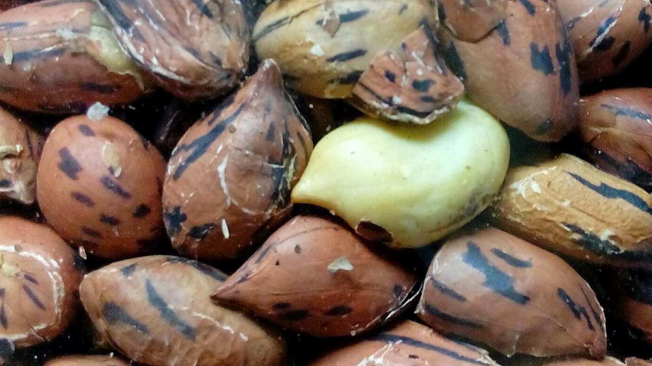 ดันถั่วลายเสือ...จีไอแม่ฮ่องสอน