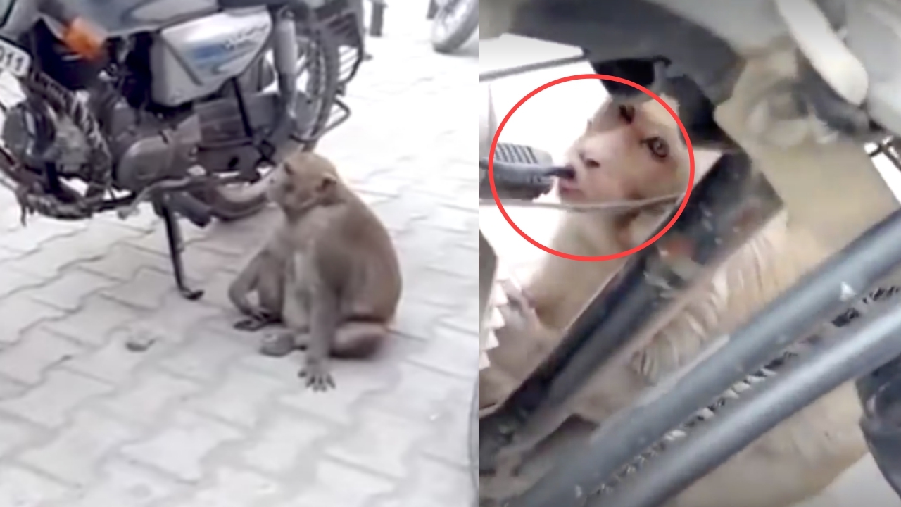 ชาวบ้านอึ้ง ตามจับหัวขโมยตั้งนาน ที่แท้ ‘เจ้าจ๋อ’แอบดูดน้ำมันเกลี้ยง (คลิป)